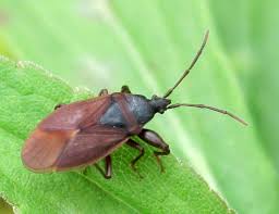 Attēlu rezultāti vaicājumam “Gastrodes grossipes”