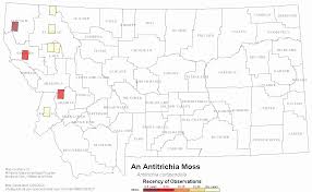 Attēlu rezultāti vaicājumam “Antitrichia curtipendula macro”