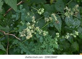 Attēlu rezultāti vaicājumam “Thalictrum minus”
