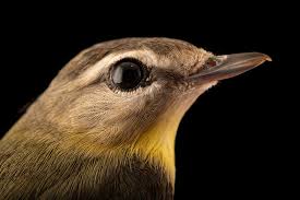 Image result for Vireo philadelphicus