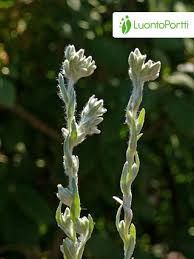 Attēlu rezultāti vaicājumam “Filago arvensis”