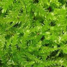 Attēlu rezultāti vaicājumam “Eurhynchium angustirete”