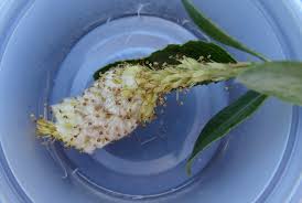 Attēlu rezultāti vaicājumam “Rabdophaga heterobia”