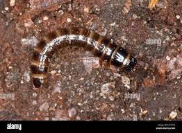 Attēlu rezultāti vaicājumam “Denticollis linearis”