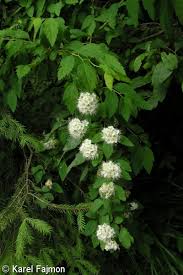 Attēlu rezultāti vaicājumam “Spiraea chamaedryfolia flower”