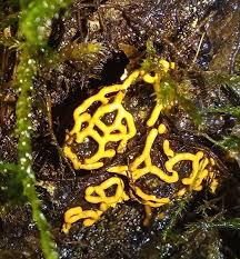 Attēlu rezultāti vaicājumam “Lycogala alisaulianovae macro”