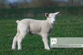 Attēlu rezultāti vaicājumam “Ovis aries juvenile”