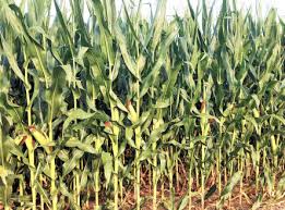 Attēlu rezultāti vaicājumam “Zea mays male flower”