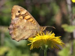 Attēlu rezultāti vaicājumam “Pararge aegeria underside”