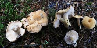 Attēlu rezultāti vaicājumam “Hydnum repandum”