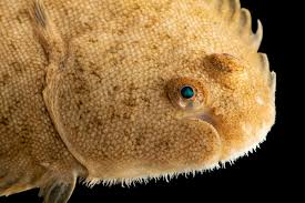 Image result for Solea solea