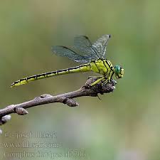 Attēlu rezultāti vaicājumam “Gomphus flavipes”