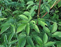 Attēlu rezultāti vaicājumam “Chaerophyllum aromaticum fruit”