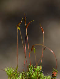 Attēlu rezultāti vaicājumam “Atrichum undulatum sporophyte”