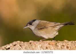 Attēlu rezultāti vaicājumam “Sylvia atricapilla male”