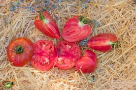 Afbeeldingsresultaat voor anna russian tomato