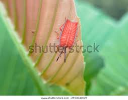 Attēlu rezultāti vaicājumam “Closterotomus biclavatus nymph”