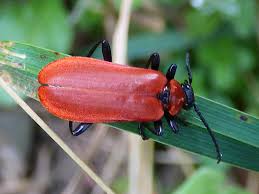 Attēlu rezultāti vaicājumam “Pyrochroa coccinea”