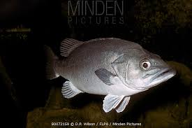 Image result for Polyprion americanus