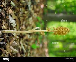 Attēlu rezultāti vaicājumam “Neottia nidus-avis fruit”