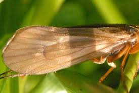 Attēlu rezultāti vaicājumam “Potamophylax”