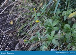 Attēlu rezultāti vaicājumam “Agrimonia pilosa flower”