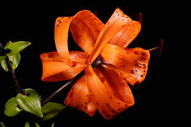 Attēlu rezultāti vaicājumam “Lilium lancifolium”