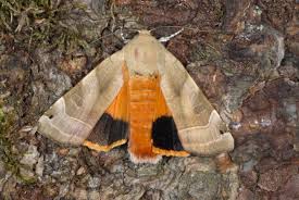 Attēlu rezultāti vaicājumam “Noctua fimbriata”