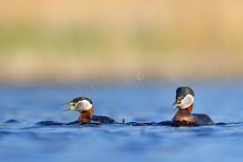 Attēlu rezultāti vaicājumam “Podiceps grisegena”