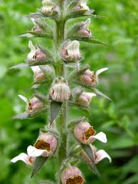 Image result for Digitalis lanata