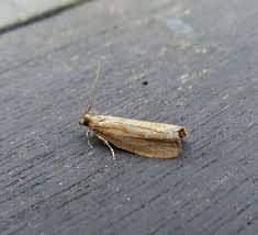 Attēlu rezultāti vaicājumam “Epinotia sordidana”