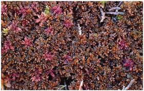 Attēlu rezultāti vaicājumam “Sphagnum balticum”