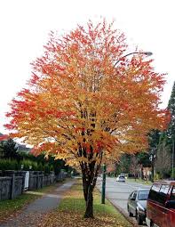 Attēlu rezultāti vaicājumam “Cercidiphyllum japonicum”