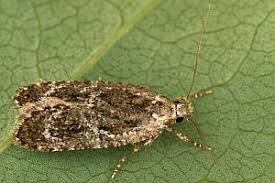 Attēlu rezultāti vaicājumam “Agonopterix hypericella”