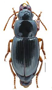 Attēlu rezultāti vaicājumam “Harpalus sp.”
