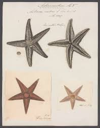 Image result for Asterias rubens