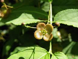 Attēlu rezultāti vaicājumam “Euonymus verrucosus leaf”