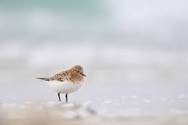 Attēlu rezultāti vaicājumam “Calidris alba adult”