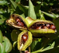 Attēlu rezultāti vaicājumam “Paeoniaceae”