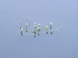 Attēlu rezultāti vaicājumam “Batrachium”