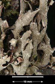 Attēlu rezultāti vaicājumam “Parmelia submontana”