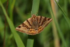 Attēlu rezultāti vaicājumam “Euclidia glyphica”