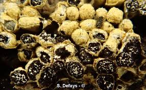 Attēlu rezultāti vaicājumam “Physarum contextum spores”