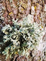 Attēlu rezultāti vaicājumam “Ramalina fastigiata”