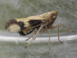 Attēlu rezultāti vaicājumam “Delphacidae”