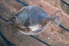 Image result for Pleuronectes platessa