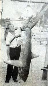 Image result for Alopias vulpinus