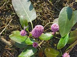 Attēlu rezultāti vaicājumam “Polygonum amphibium flower”
