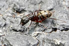 Attēlu rezultāti vaicājumam “Camponotus herculeanus”