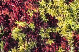 Attēlu rezultāti vaicājumam “Sphagnum papillosum”